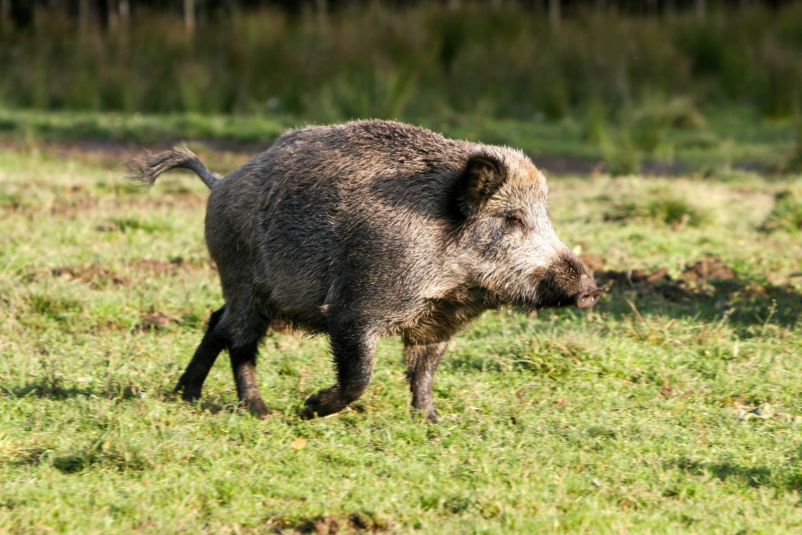 5 Nature Reserves To Embark On A Wildlife Spotting Adventure - Geneco